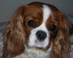 tom - Cavalier King Charles Spaniel