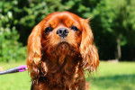 Guess - Cavalier King Charles Spaniel M&acirc;le (4 ans)