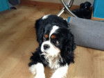 Archie - Cavalier King Charles Spaniel Mâle (8 ans)
