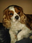 Sabrina - Cavalier King Charles Spaniel (6 ans)