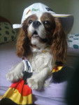 Aramis im WM Fieber xD - Cavalier King Charles Spaniel Mâle (2 ans)