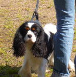 Vasco - Cavalier King Charles Spaniel Mâle (6 ans)