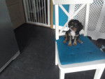 Bubbles - Cavalier King Charles Spaniel Mâle (7 mois)