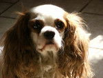 Betty - Cavalier King Charles Spaniel (4 ans)