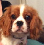 Alfie - Cavalier King Charles Spaniel Mâle (1 an)