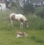 Oskar und Aramis - Cavalier King Charles Spaniel Mâle