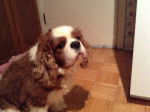 Max - Cavalier King Charles Spaniel Mâle (10 ans)