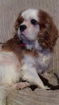Bella - Cavalier King Charles Spaniel (3 ans)