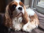 Fizz - Cavalier King Charles Spaniel (3 ans)