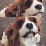 Fizz - Cavalier King Charles Spaniel (3 ans)
