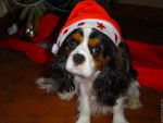 machou pitchou - Cavalier King Charles Spaniel (1 an)