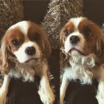 Fizz - Cavalier King Charles Spaniel (3 ans)