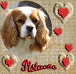 pistache - Cavalier King Charles Spaniel Mâle (6 ans)