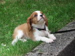 Fycell - Cavalier King Charles Spaniel (7 mois)