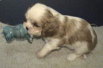 ma chienne Mirka - Cavalier King Charles Spaniel (3 mois)