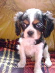 Isis - Cavalier King Charles Spaniel (2 mois)