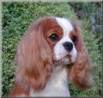 Mops - Cavalier King Charles Spaniel Mâle (3 ans)