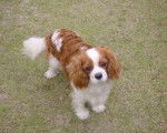 Bubble Gum - Cavalier King Charles Spaniel (1 an)