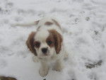Dolly - Cavalier King Charles Spaniel (1 an)