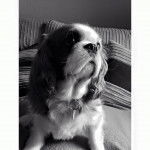 Bella - Cavalier King Charles Spaniel (3 ans)