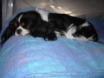 Lof -Steffy des Graffitis de la Lauzeraie - Cavalier King Charles Spaniel