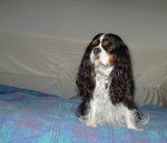 Lof -Steffy des Graffitis de la Lauzeraie - Cavalier King Charles Spaniel