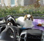 Steffy et Lilou - Cavalier King Charles Spaniel