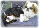 Steffy et Lilou - Cavalier King Charles Spaniel