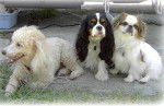 Elsa, Steffy et Lilou - Cavalier King Charles Spaniel