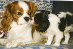 Photo Cavaliers King Charles - Cavalier King Charles Spaniel