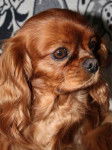 Toscane - Cavalier King Charles Spaniel