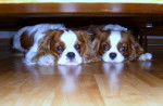 Cindy et Cookie - Cavalier King Charles Spaniel