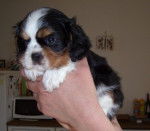 Chiot Cavalier King Charles : Dipsy - Cavalier King Charles Spaniel