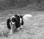 Steffy des Graffitis de la Lauzeraie - Cavalier King Charles Spaniel