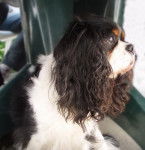 Steffy des Graffitis de la Lauzeraie - Cavalier King Charles Spaniel