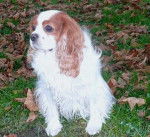 Photo Cavalier King Charles : Newton - Cavalier King Charles Spaniel