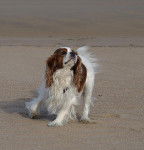 Newton - Cavalier King Charles Spaniel