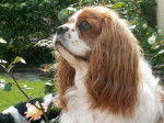 Rianka - Cavalier King Charles Spaniel