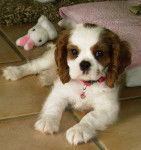 Chanel bébé - Cavalier King Charles Spaniel