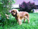 Candy Love de Mayobé - Cavalier King Charles Spaniel