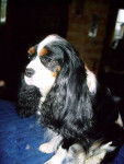 River des Hauts Marizy - Cavalier King Charles Spaniel