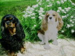 Abysse Love de la fontaine joyeuse - Cavalier King Charles Spaniel