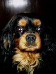 Tatzi de la fieffe au sonjeur - Cavalier King Charles Spaniel
