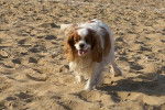 Newton - Cavalier King Charles - Cavalier King Charles Spaniel