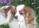 Newton - Cavalier King Charles Spaniel