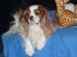 Newton - Cavalier King Charles Spaniel