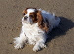 Newton - Cavalier King Charles - Cavalier King Charles Spaniel