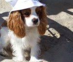 Cookies - Cavalier King Charles Spaniel