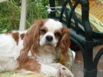 Patsy - Cavalier King Charles Spaniel