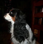 Bella - Cavalier King Charles Spaniel